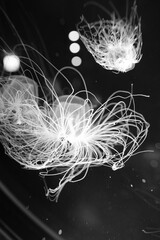 透明なクラゲ（白黒）