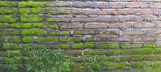 old brick wall with moss. A weathered brick wall adorned with patches of vibrant green moss and...