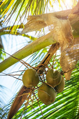 Young coconuts hanging on the tree. Fresh coconut fruits in the garden.