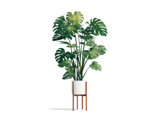 Lush monstera deliciosa plant in a white pot on a wooden stand, Isolated On Transparent Background, Png