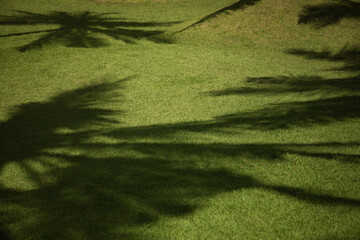 Shadows of palm trees gently cast on vibrant green grass