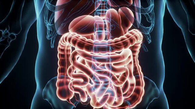 Detailed Anatomical View of Human Internal Organs Featuring the Intricate Structures of the Digestive System and Torso