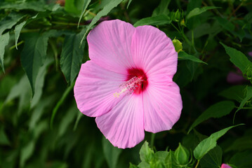 芙蓉の花