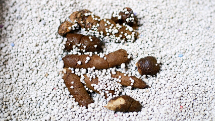 Cat poop in the sand. Healthy poop. Dark brown in color and not too soft or too hard.