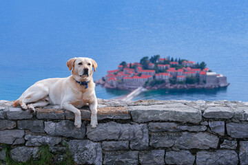 A labrador dog relaxes on a stone wall with a scenic view of an island in the adriatic sea,...