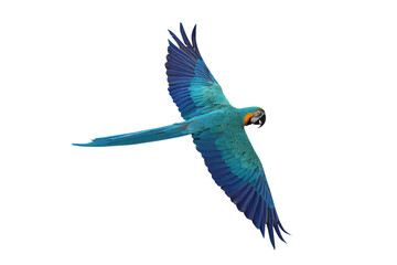 Colorful flying Blue and Gold Macaw parrot isolated on transparent background png file	