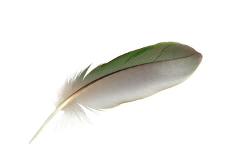 Beautiful macaw parrot feather bird isolated on white background