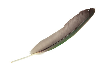 Beautiful feather isolated on white background with clipping path