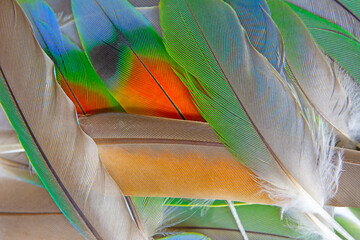 Beautiful colorful group parrot feather pattern texture luxury for background