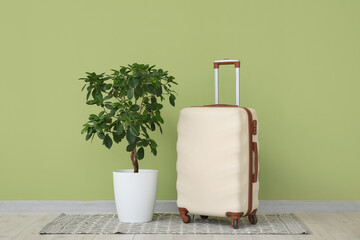 Suitcase with plant on rug near green wall