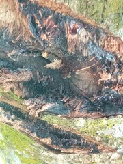 Close-up of tree bark texture background showcasing natural wood patterns and rough grainy surface,...