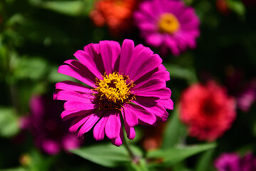 Obraz premium 百日草の花