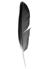 Bird crow swan black feather isolated on white background