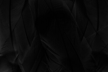 Beautiful black swan crow feather pattern  texture background