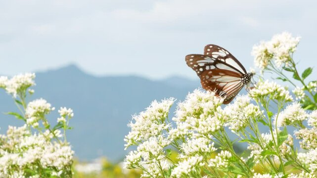フジバカマ花」の写真素材 | 2,099件の無料イラスト画像 | Adobe Stock