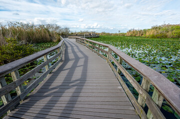 Fototapeta premium National Park visitors on boardwalk on Anhinga Trail in Everglades National Park, Florida.