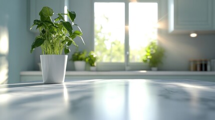 A sunlit kitchen with herbs
