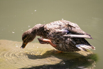 顔がかゆいカモ
