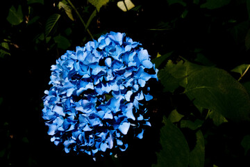 青が際立つ紫陽花