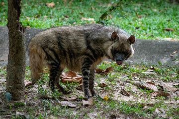Hyena African mammal