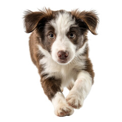 Fototapeta premium Playful puppy running towards camera, showcasing its fluffy fur and bright eyes, exuding joy and energy