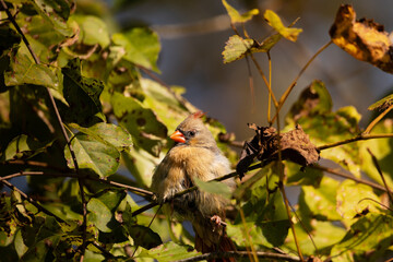 fluffy cardinal