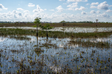 Dwarf Cypress Forest and sawgrass prairie after prescribed burn in Everglades National Park, Florida on sunny summer morning.