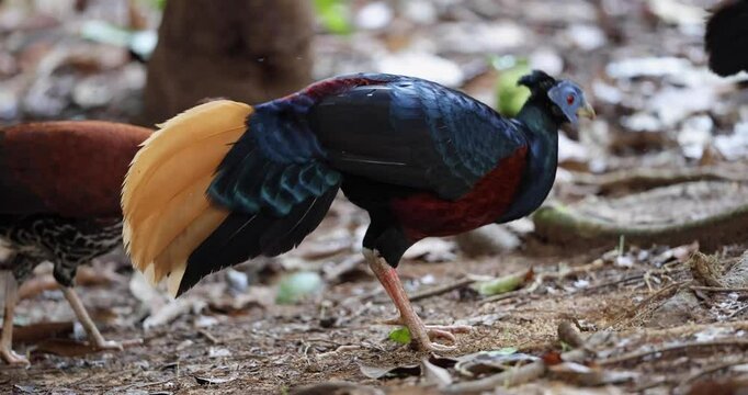 A magnificent Bornean Crested Fireback, scientifically known as Lophura ignita, stands proud in the dappled sunlight of the Bornean rainforest
