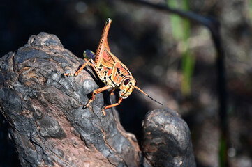 Eastern Lubber Grasshopper - Romalea microptera - on cypress knee in Everglades national Park, Florida.
