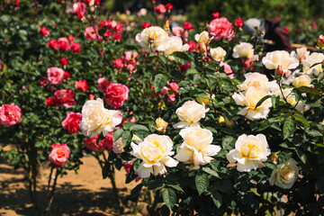 Red and yellow roses in full bloom