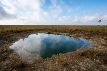 Fototapeta premium Water-filled solution hole in sawgrass prairie of Everglades National Park, Florida.
