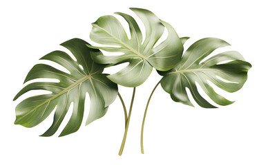 Monstera plant with large, vibrant leaves showcases tropical aesthetic, perfect for enhancing indoor spaces or adding touch of nature to any decor
