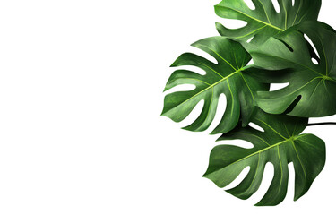 Lush monstera leaves with large, vibrant green foliage create tropical feel, perfect for enhancing any interior space or garden setting. Their unique shape adds touch of elegance and freshness