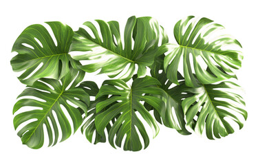 Lush monstera leaves with vibrant green colors create tropical and refreshing atmosphere, perfect for enhancing any interior space or design project