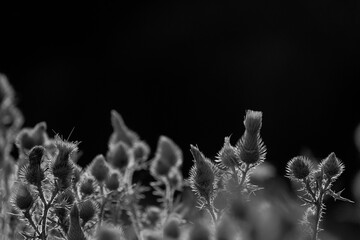Bull thistle plant in black and white, isolated on background with copy space.