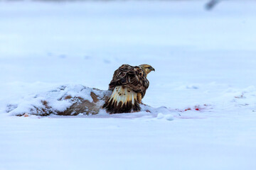 The rough-legged buzzard or rough-legged hawk (Buteo lagopus) on a ded deer