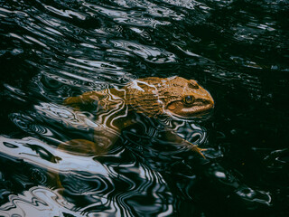 frog