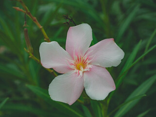 pink oleander