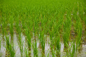 田に植えられた稲