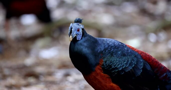 A magnificent Bornean Crested Fireback, scientifically known as Lophura ignita, stands proud in the dappled sunlight of the Bornean rainforest