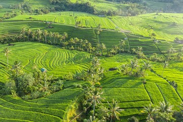 Aerial view of lush green rice terraces in Jatiluwih, Bali, Indonesia. Farmers cultivate rice using...