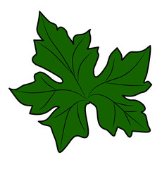 vector illustration of a leaf