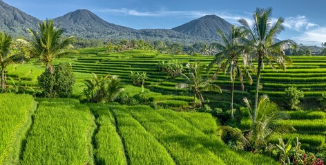 Lush green rice terraces cascade down hillsides in Jatiluwih, Bali, Indonesia. Farmers cultivate rice, a staple crop, using traditional methods in this scenic landscape.