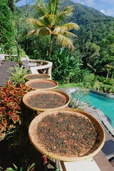 Tea leaves are drying in woven baskets in Jatiluwih, Bali, Indonesia. The leaves are spread out to...