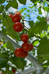 赤く色づくトマトの栽培家庭菜園