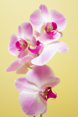 orchid