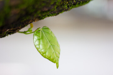 Obraz premium fresh green leaves