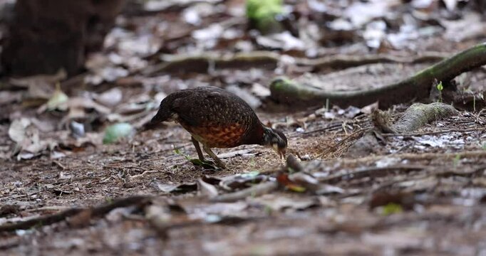 Sabah partridge perched on a fallen tree trunk, showcasing its distinctive markings and reddish-brown breast