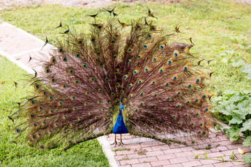 peacock in the grass