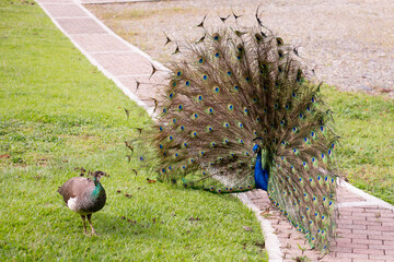 peacock in the grass